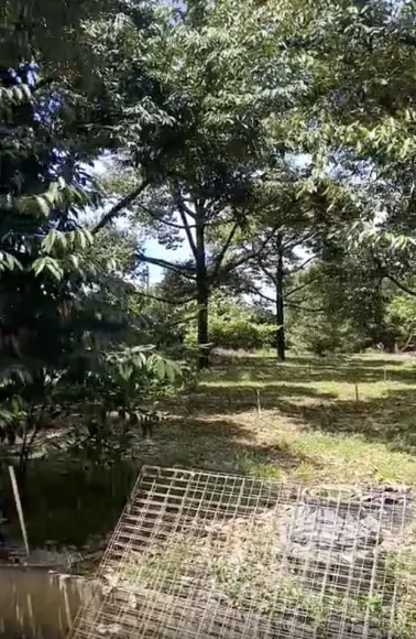 Nhà Vườn Bắt Đầu Thử Nghiệm Phân Bón Vì Nông Cho Sầu Riêng